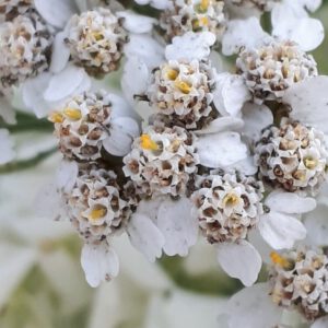 Samstag, 17.05.2026: Wild und würzig - Wiesenkräuter mit HanNatura in Schmallenberg